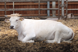 Rinderrasse Charolais