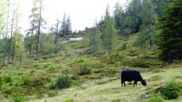Österreichisches Fleckvieh auf der Weide in Schladming