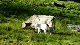 Mutterkuhhaltung für gesundes Rindfleisch aus der Steiermark
